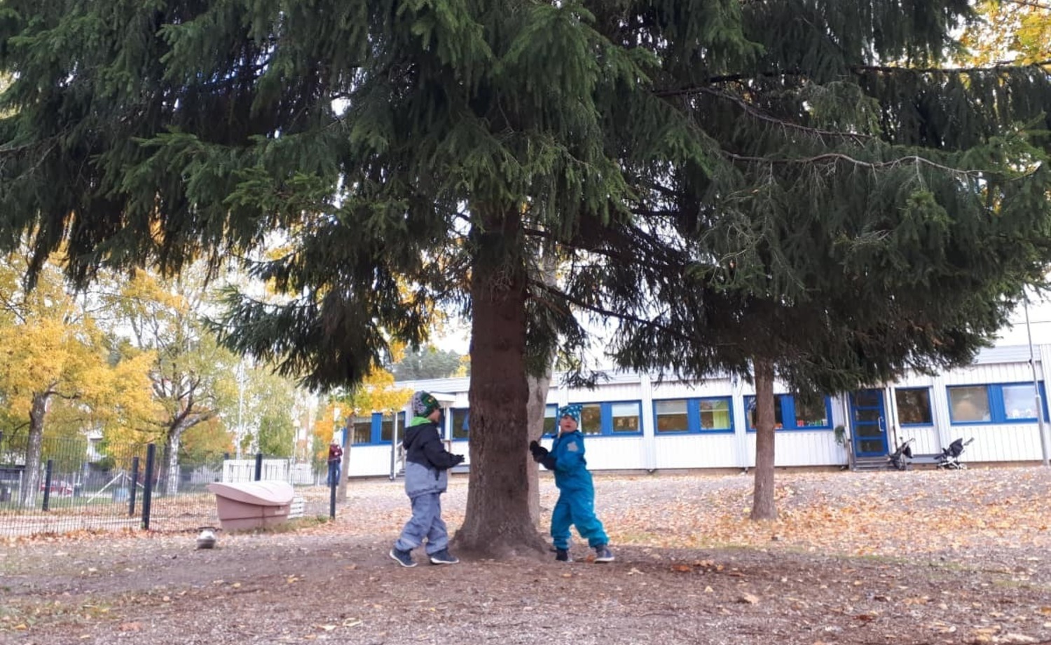 Humpulan päiväkodin pihakuusen alle tuotu metsätilkku eli kuntta kului nopeasti pois. Kuva: Sini Ojanperä / Yle