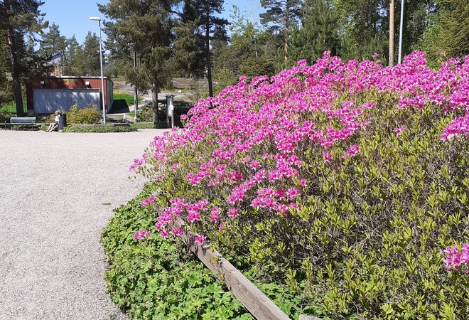 Roskapoliisit kaupungin metsiin