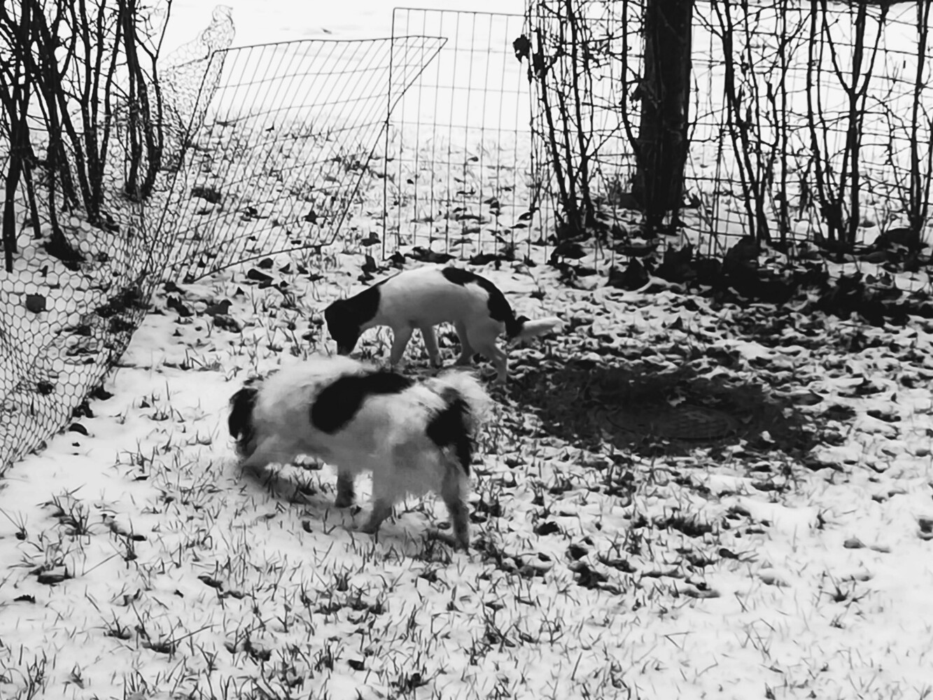 Agility-koiraharrastusvälineitä ja tai puistoja 