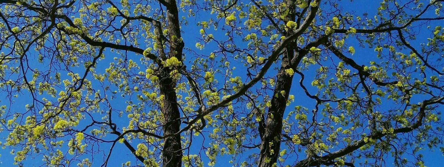 100 000:n puun istuttamisen aloitus yhdessä kaupunkilaisten kanssa