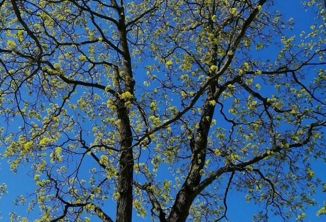 Börja plantering av 100 000 träd tillsammans med stadsborna