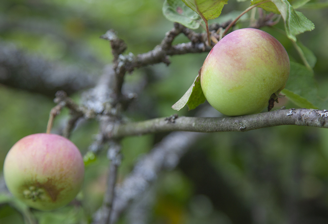 Plan image: Outlining and improving the Vuosaari outdoor park’s route network