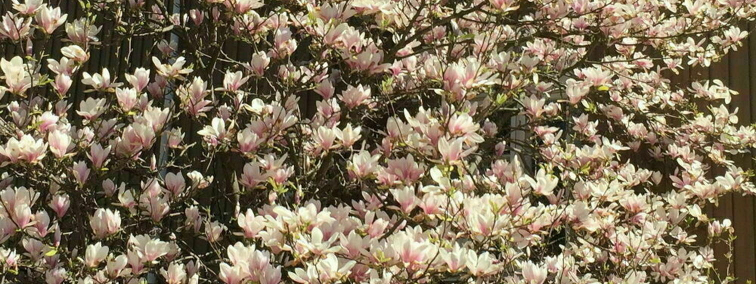 Kukkivat puut - 20 magnoliaa Helsinkiin