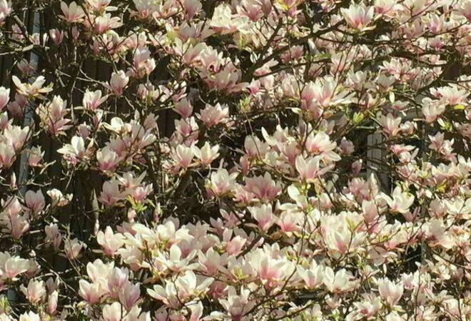 Blommande träd – 20 magnolior till Helsingfors