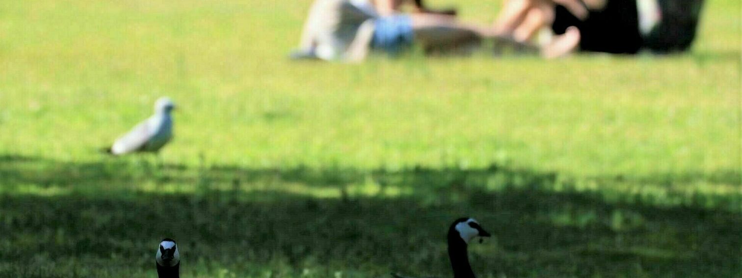 Park guides for Helsinki