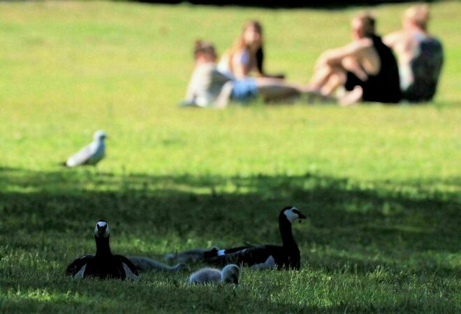 Puisto-oppaita Helsinkiin