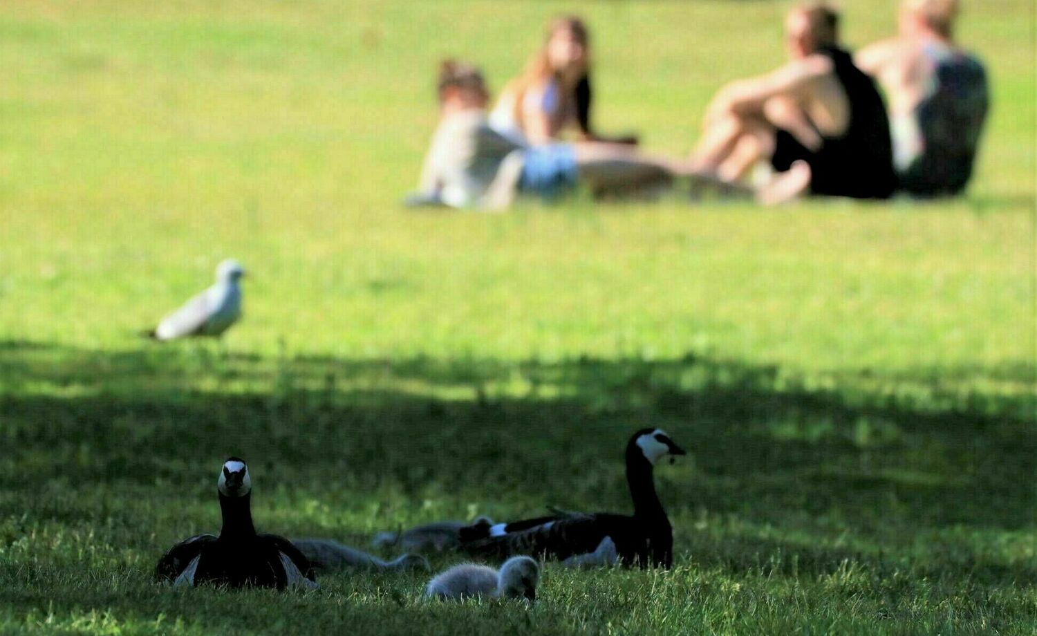 Park guides for Helsinki