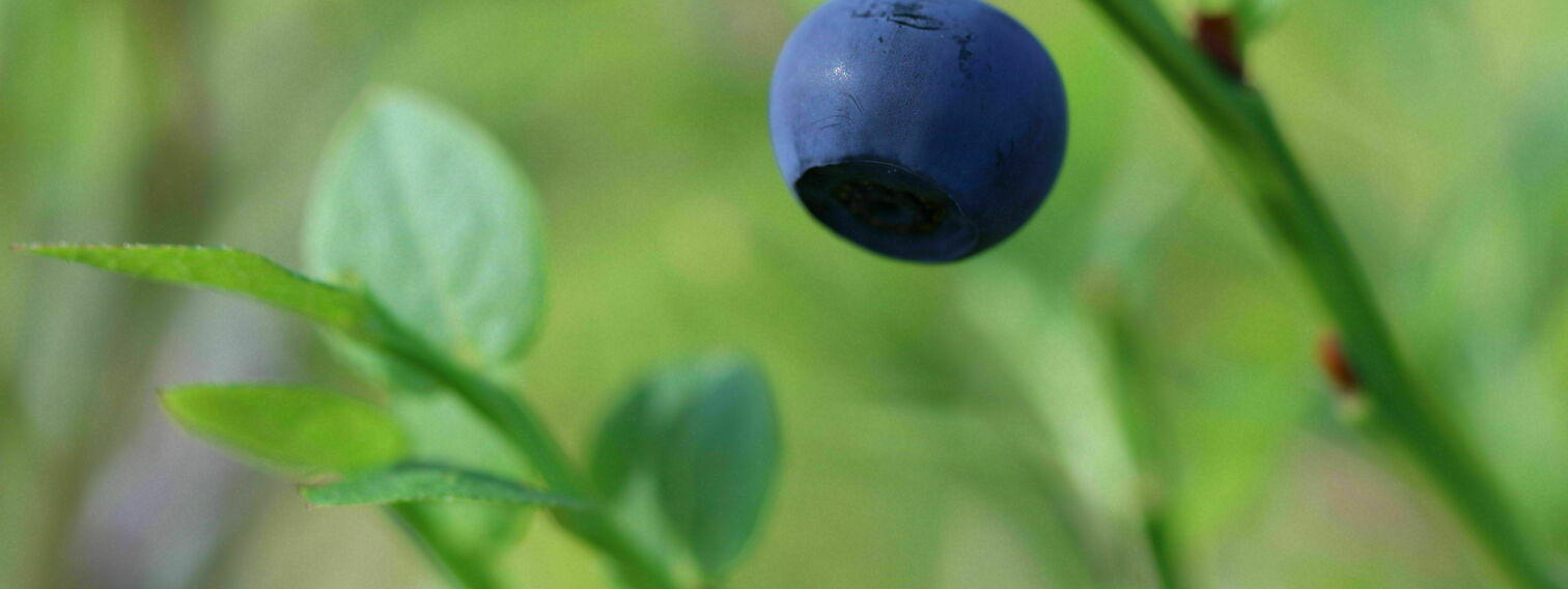 Yhdessä tekien, yhdessä viihtyen - Puistopolun pk:n piha-alueen kunnostus oppilaille, nuta:n käyttäjille sekä kaiken ikäisille vuosaarelaisille