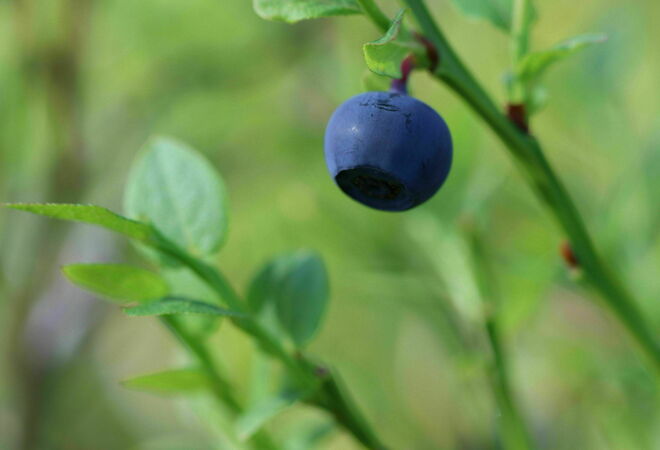 Doing things and having fun together – renovating the yard of Puistopolku Comprehensive School for the pupils, the youth centre and Vuosaari residents of all ages