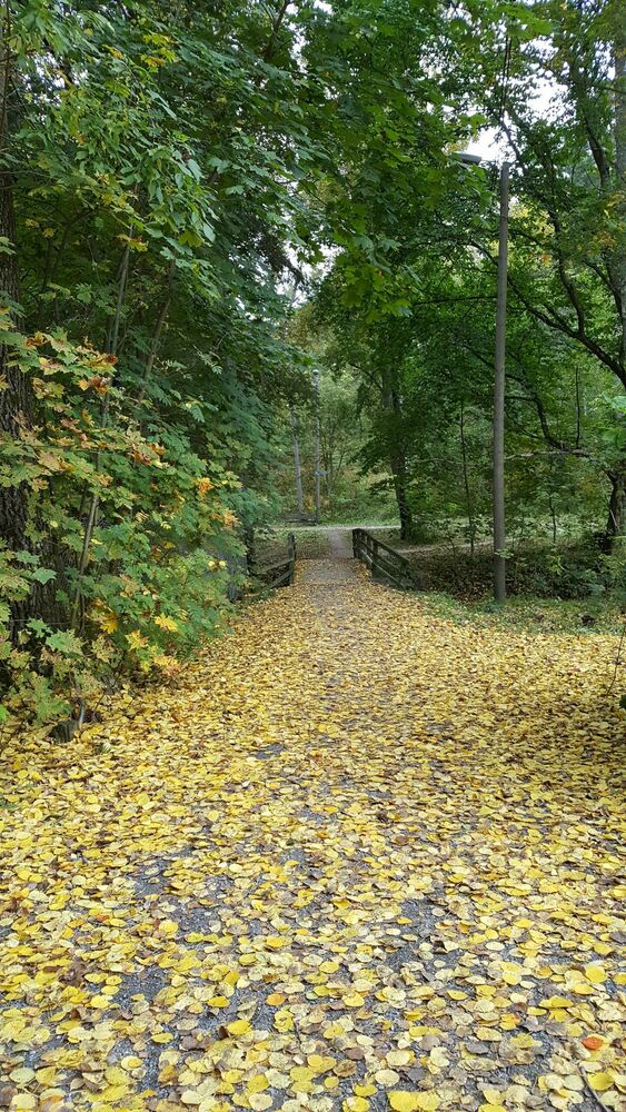 Humalniemen venekerholle johtavan puistoalueen (räme) kunnostaminen ja puiden karsinta