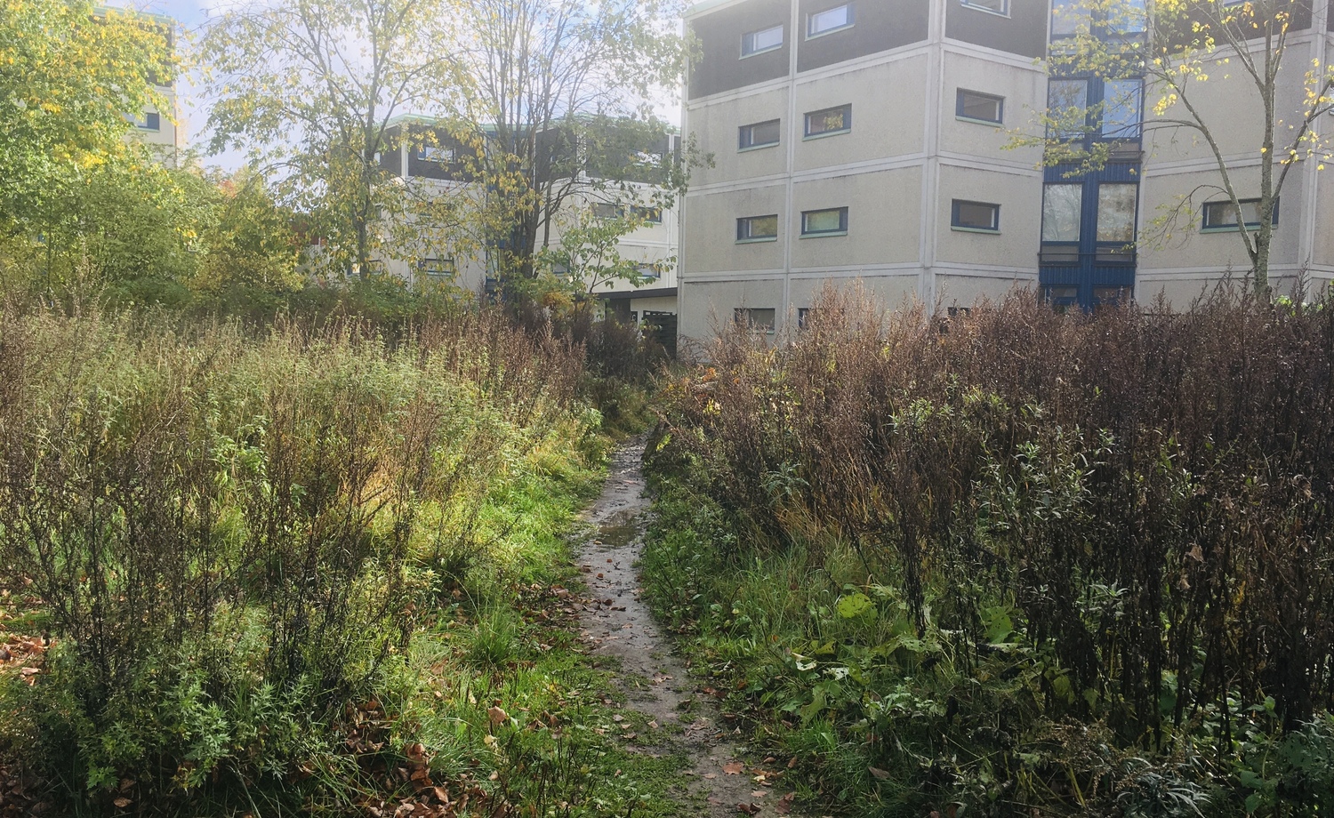 Puskittunut palsta-alue Piianpuiston ja HOASin talojen välissä