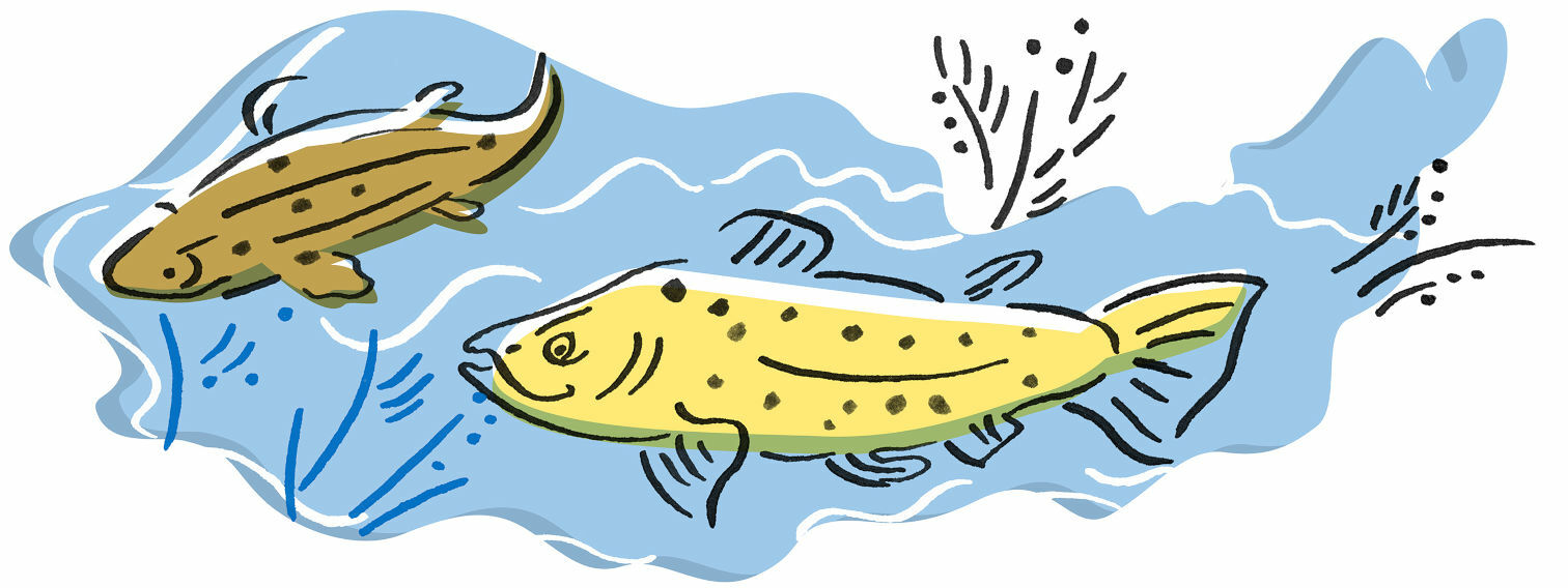 Cleaning Töölö Bay and installing a fountain