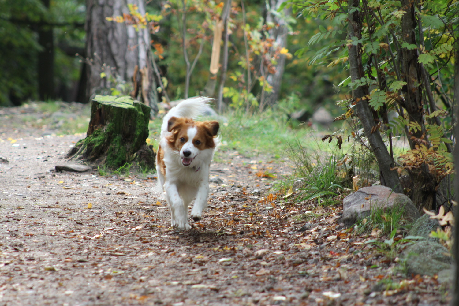 Rajasaaren koirapuiston kunnostus