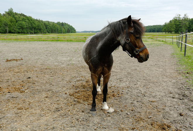 Suunnitelman kuva: Tuomarinkylän ratsastusreittien ja niiden opasteiden kunnostus