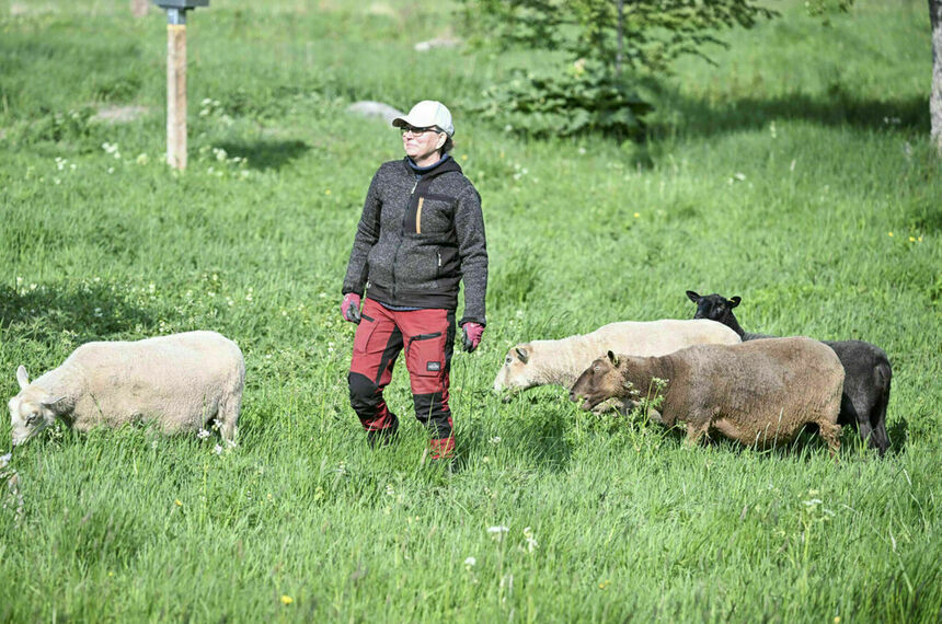 Lampaat laiduntavat kesällä Uutelan ulkoilualueella