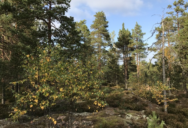 Kiinteät pyörätelineet Keskuspuiston liikuntapisteisiin
