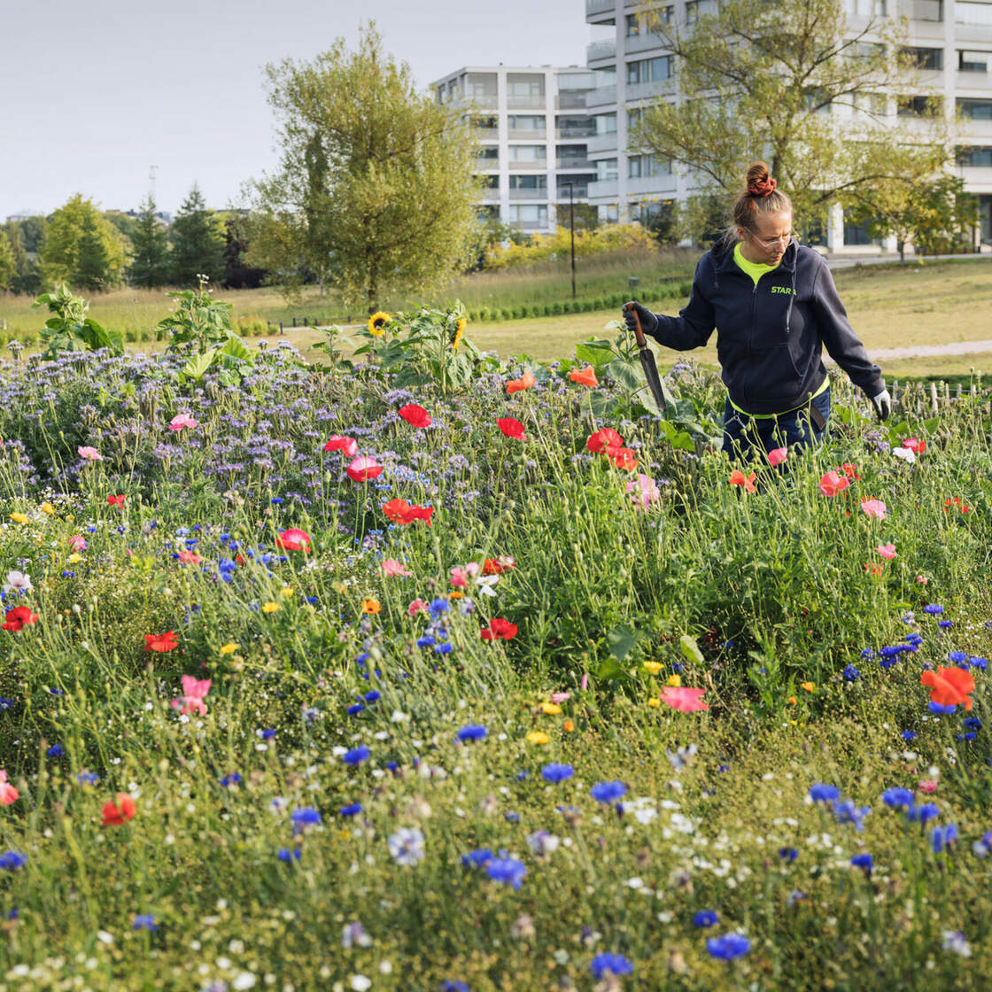 OmaStadin avulla toteutetaan monimuotoista ja toiminnallista kaupunkiluontoa