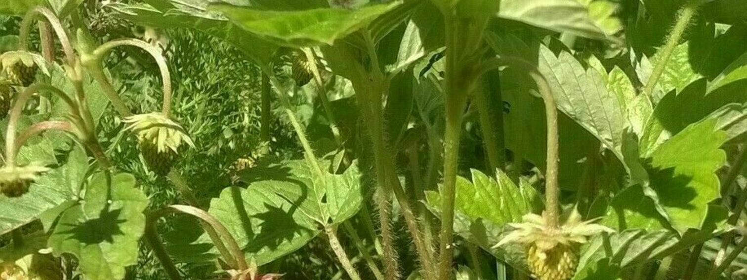 Voimaantuminen ja Harjun nuorisotalo on kulttuurien talo