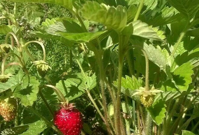 Voimaantuminen ja Harjun nuorisotalo on kulttuurien talo