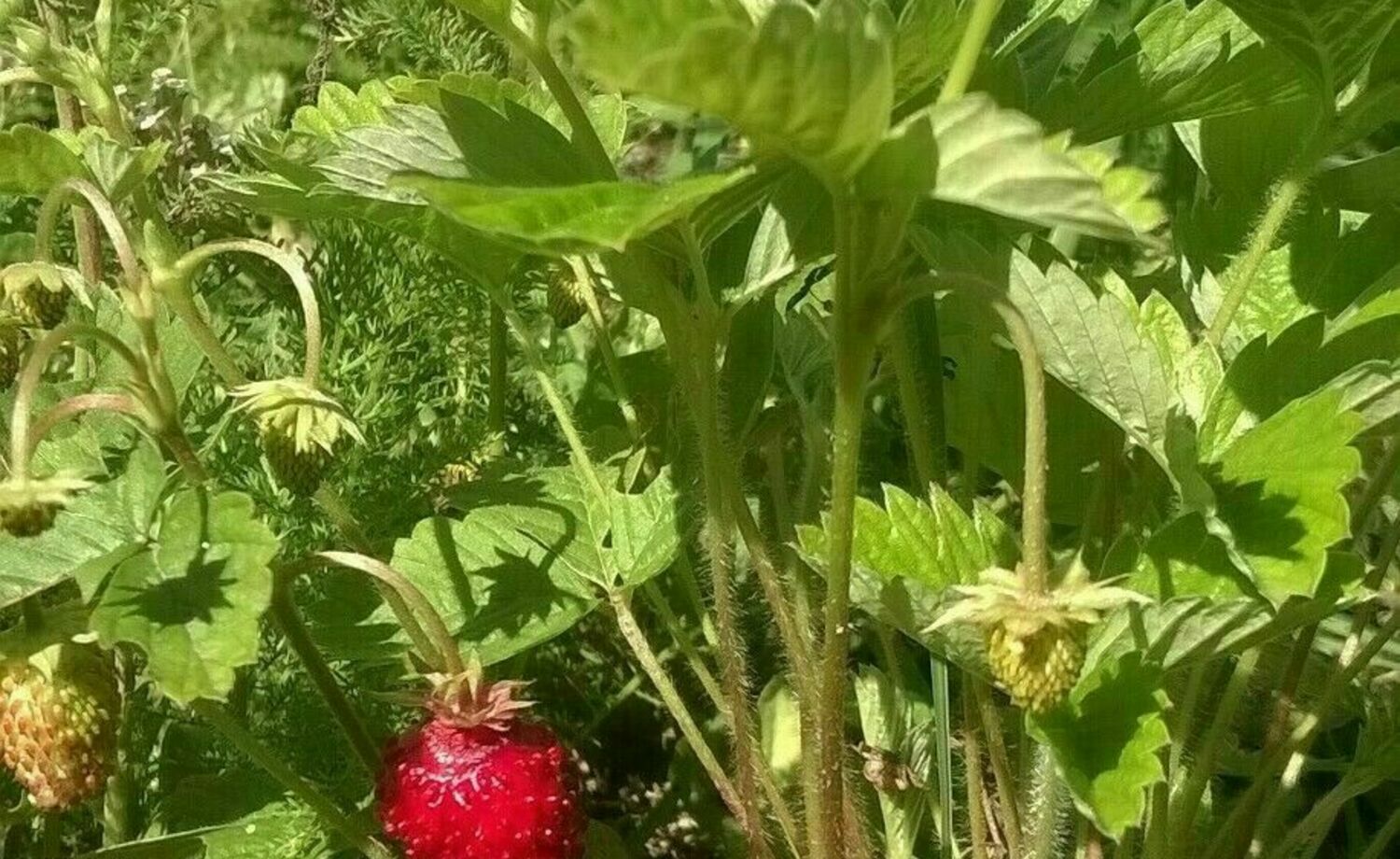 Empowerment and making Harju Youth Centre into a centre of cultures