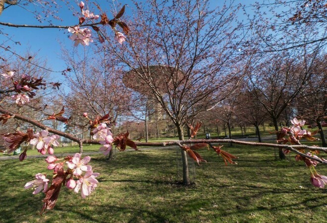 Jalankulkuyhteys Roihuvuoren Kirsikkapuistosta vesitornille