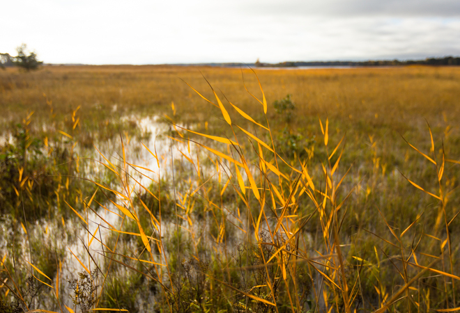 Plan image: Developing Helsinki’s meadows: Vuosaari meadows