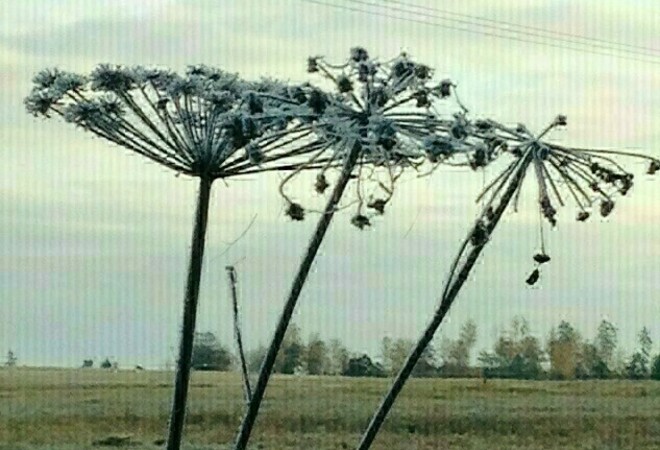  Meidän Stadi - Asukkaiden ja valtuutettujen suunnittelukahvit