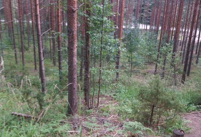 Autetaan eri eläinlajeja selviämään, kuolematta sukupuuttoon!☆