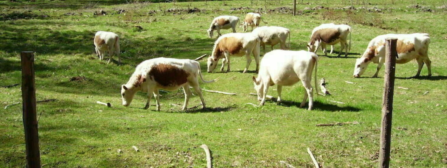 Laidunnusta Uutelan ulkoilualueelle