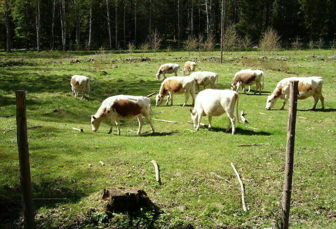 Laidunnusta Uutelan ulkoilualueelle